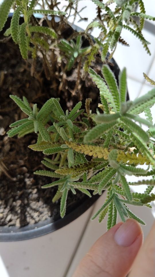 Identificação da planta Lavanda por foto