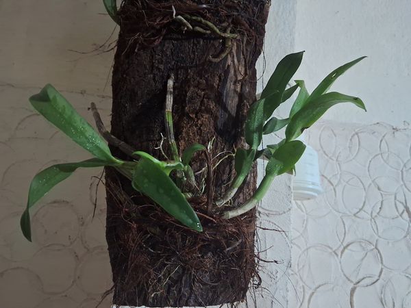 Identificação da planta Orquídea por foto