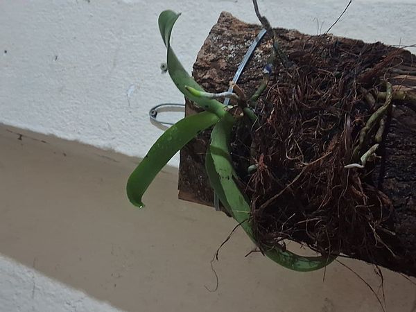 Identificação da planta Orquídea-Phalaenopsis por foto