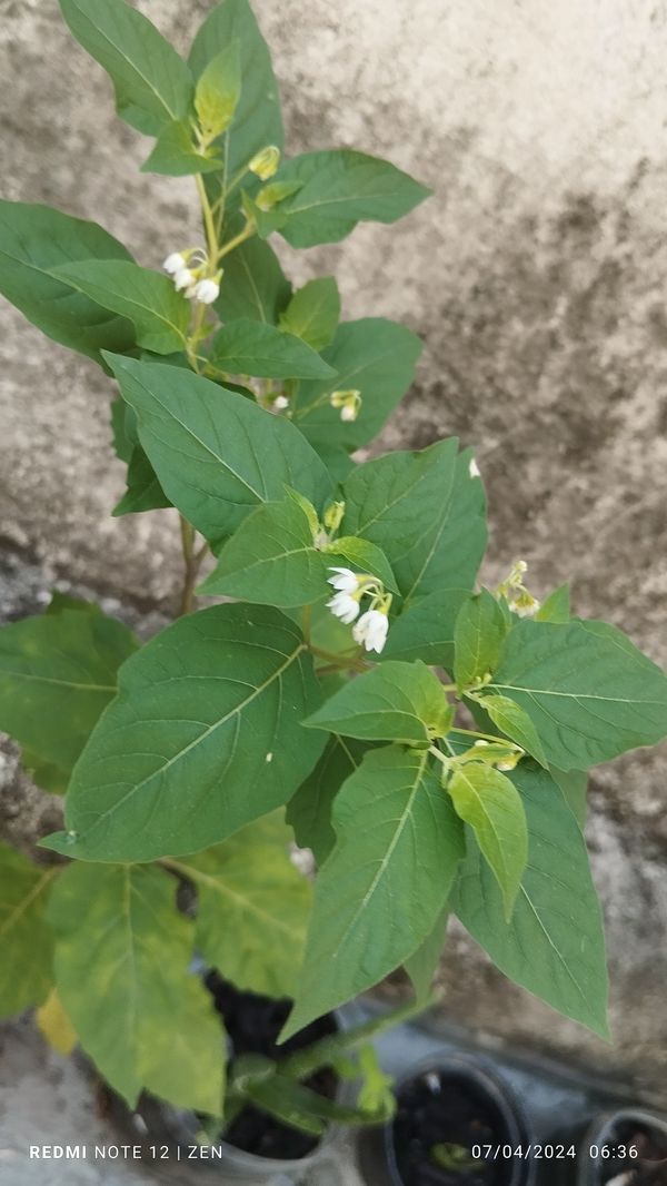 Identificação da planta Maria-pretinha por foto