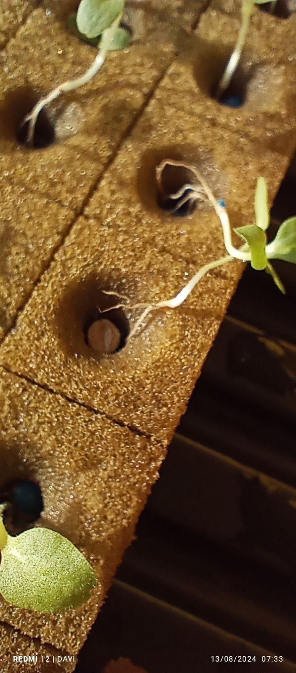 Identificação da planta Lentilha por foto