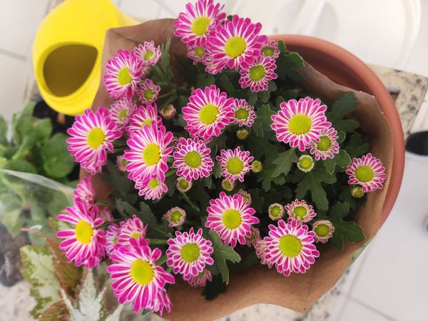 Identificação da planta Crisântemo por foto