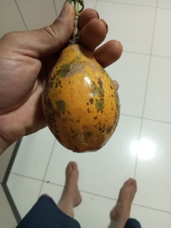 Identificação da planta Maracujá-Doce por foto