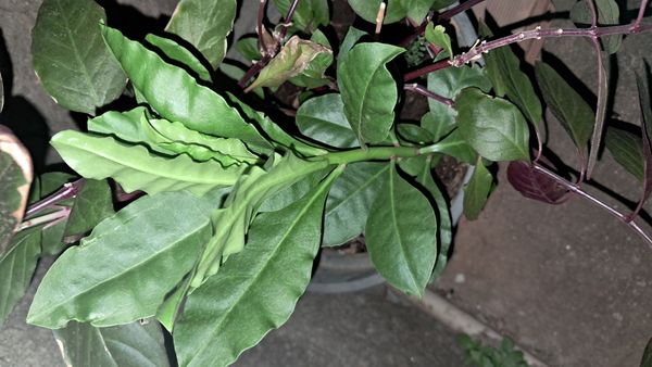 Identificação da planta Maria-gorda por foto