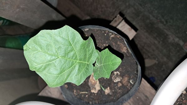 Identificação da planta Berinjela por foto