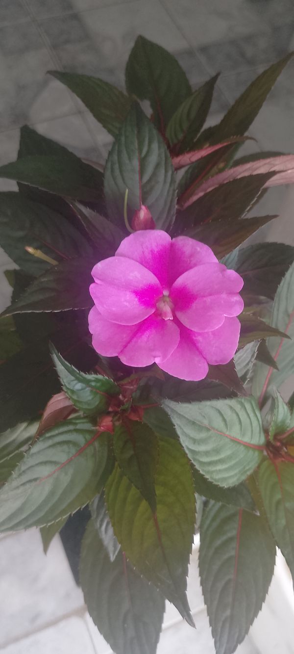 Identificação da planta Beijinho por foto