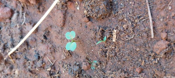 Identificação da planta Orelha-de-rato por foto