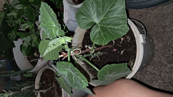 Identificação da planta Abóbora moranga por foto