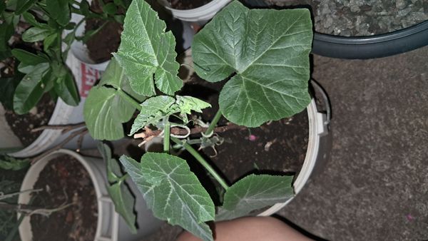 Identificação da planta Abóbora moranga por foto