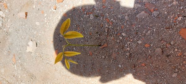 Identificação da planta Jatobá por foto