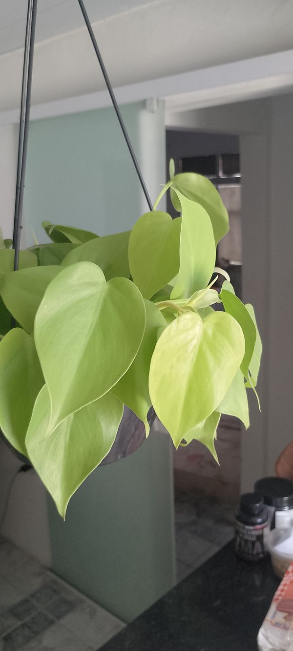 Identificação da planta Jiboia por foto