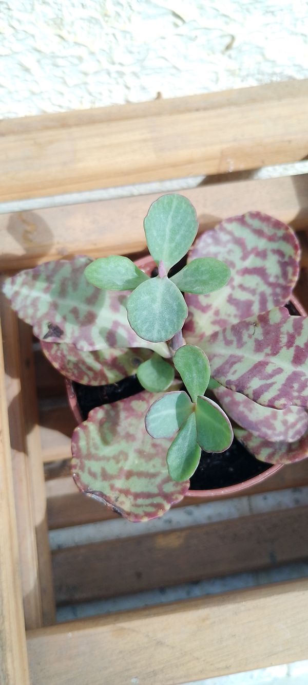Identificação da planta Kalanchoe-zebra por foto