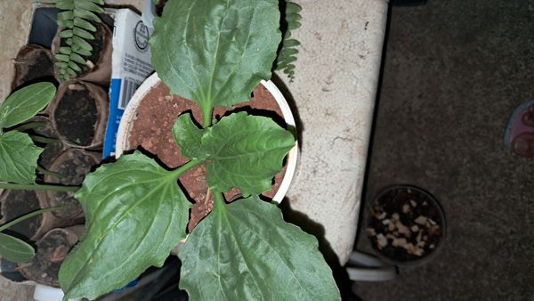 Identificação da planta Tanchagem por foto