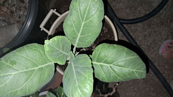 Identificação da planta Brócolis por foto
