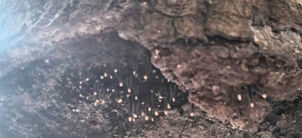 Identificação da planta Psiloto por foto