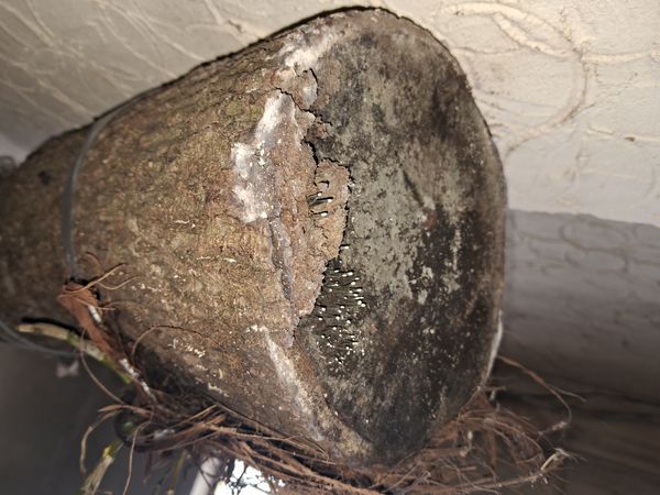 Identificação da planta Junco por foto