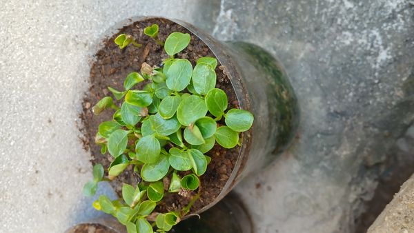 Identificação da planta Pepino por foto