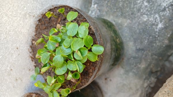 Identificação da planta Guaiacum por foto