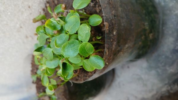 Identificação da planta Pepino por foto