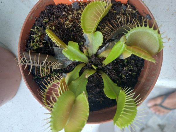 Identificação da planta Vênus-papa-moscas por foto