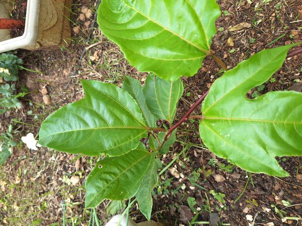 Identificação da planta Maracujá por foto