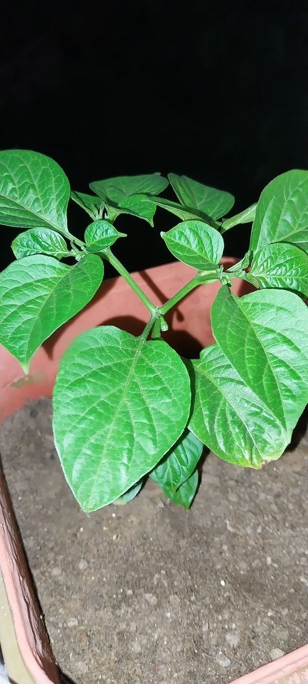 Identificação da planta Pimenta-de-cheiro por foto