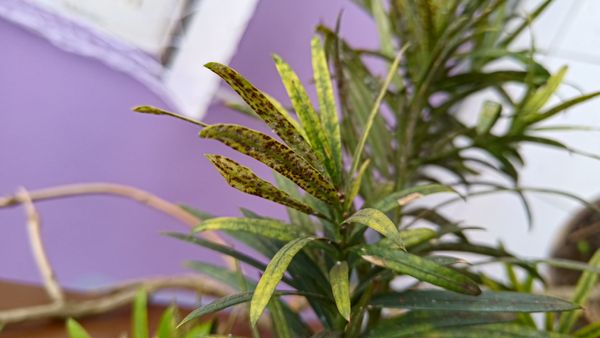 Identificação da planta Pinheiro-de-buda por foto