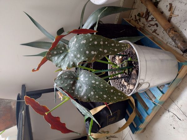 Identificação da planta Begônia maculata por foto