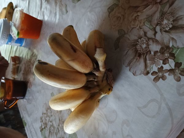 Identificação da planta Bananeira por foto