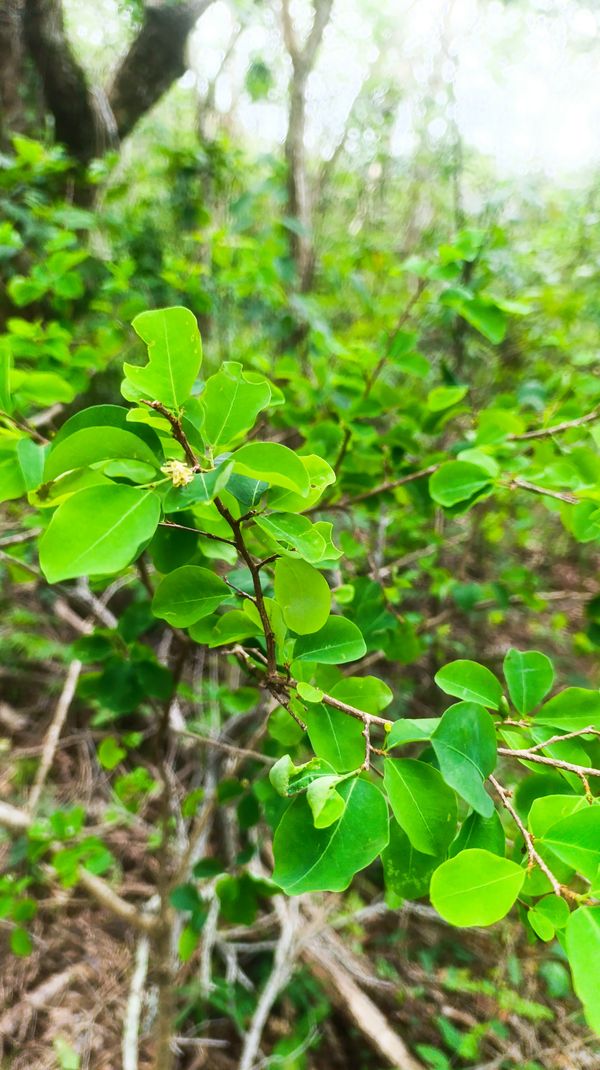 Identificação da planta Catuaba por foto
