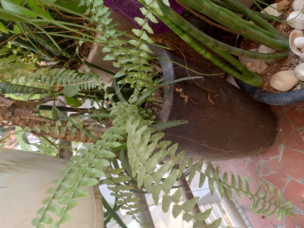 Identificação da planta SAMAMBAIA por foto