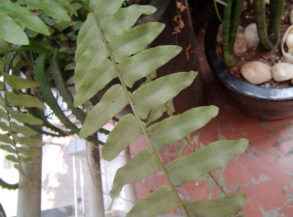 Identificação da planta Samambaia-americana por foto