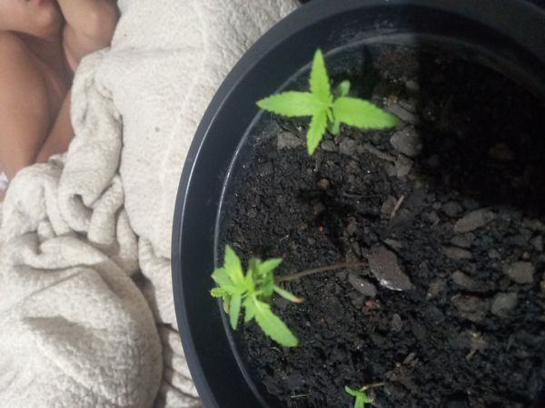 Identificação da planta Maconha por foto