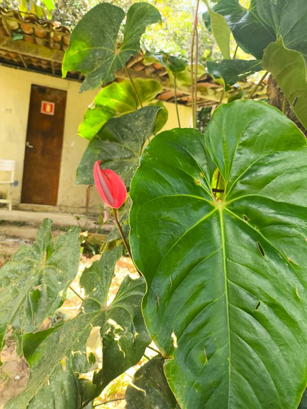 Identificação da planta Micro antúrio por foto