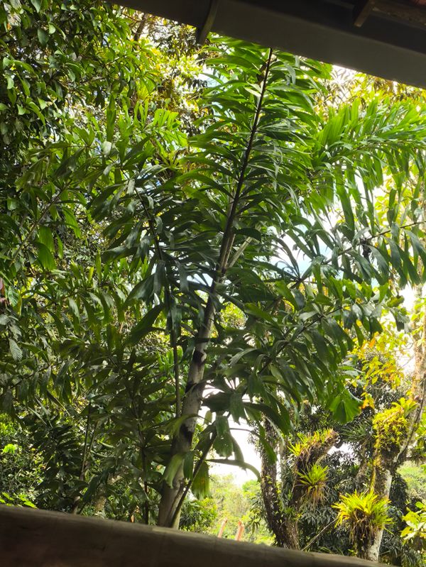 Identificação da planta Palmeira-rabo-de-peixe por foto