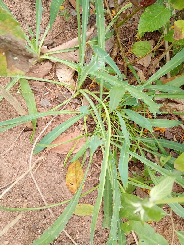 Identificação da planta Carrapicho-de-beiço por foto