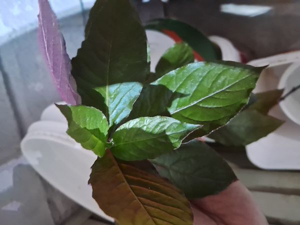 Identificação da planta Penicuíca por foto