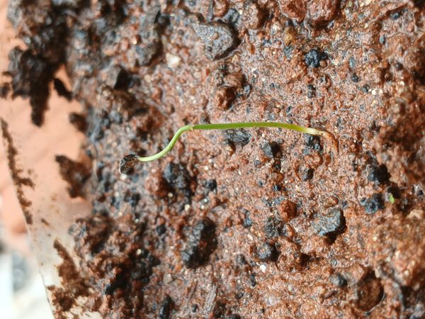 Identificação da planta Azolinha por foto