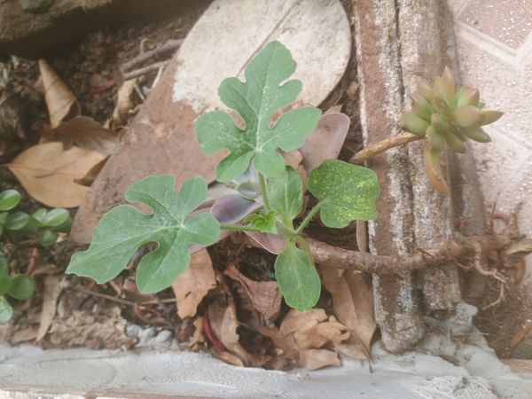 Identificação da planta Melancia por foto