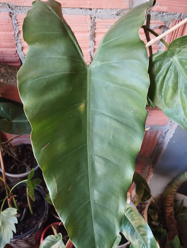 Identificação da planta Burgundy por foto