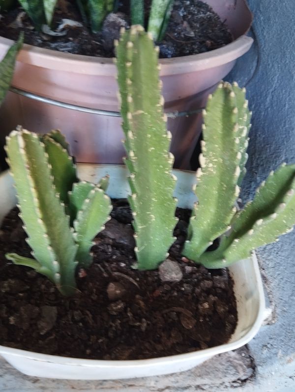 Identificação da planta CACTO ESTRELA por foto