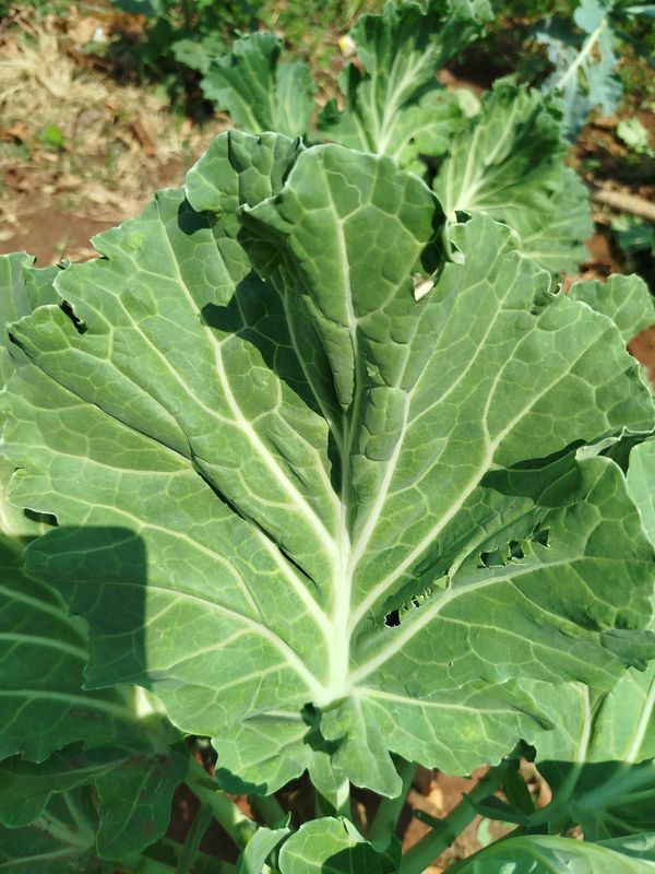 Identificação da planta Brócolis por foto
