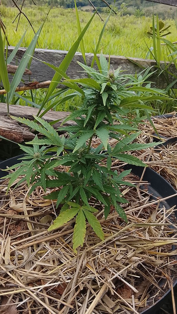 Identificação da planta Maconha por foto