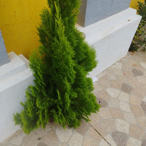 Identificação da planta Hinoki por foto