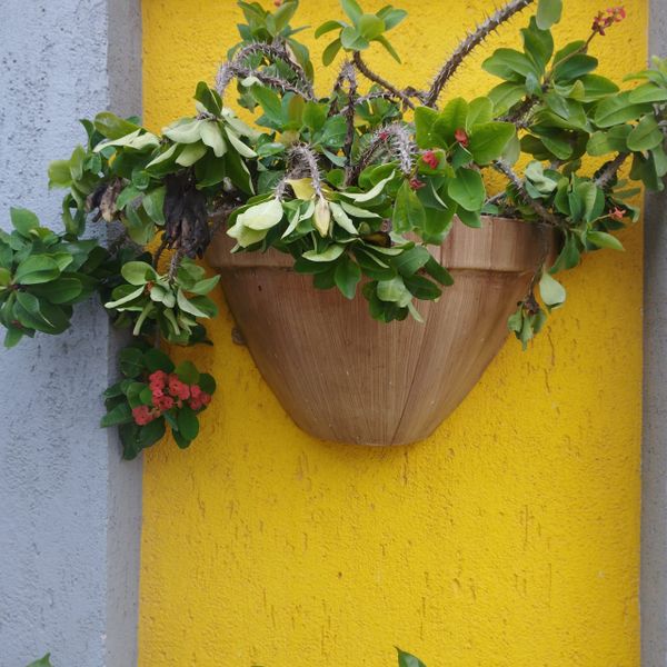 Identificação da planta Coroa-de-Cristo por foto
