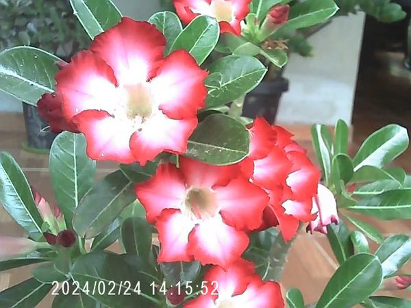 Identificação da planta Rosa do deserto por foto