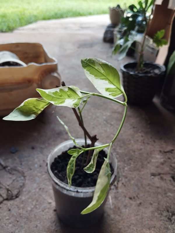 Identificação da planta Sanguinho por foto