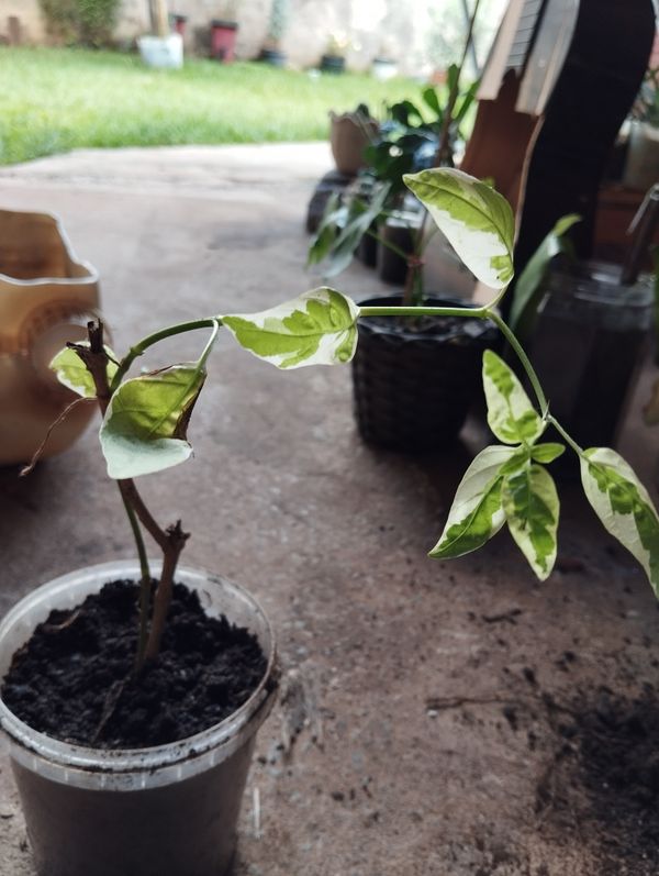Identificação da planta Oriri por foto