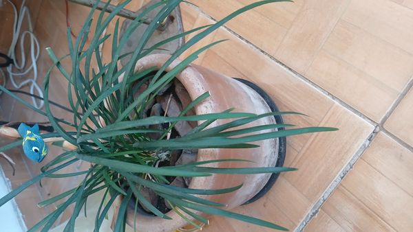 Identificação da planta Grama-preta por foto