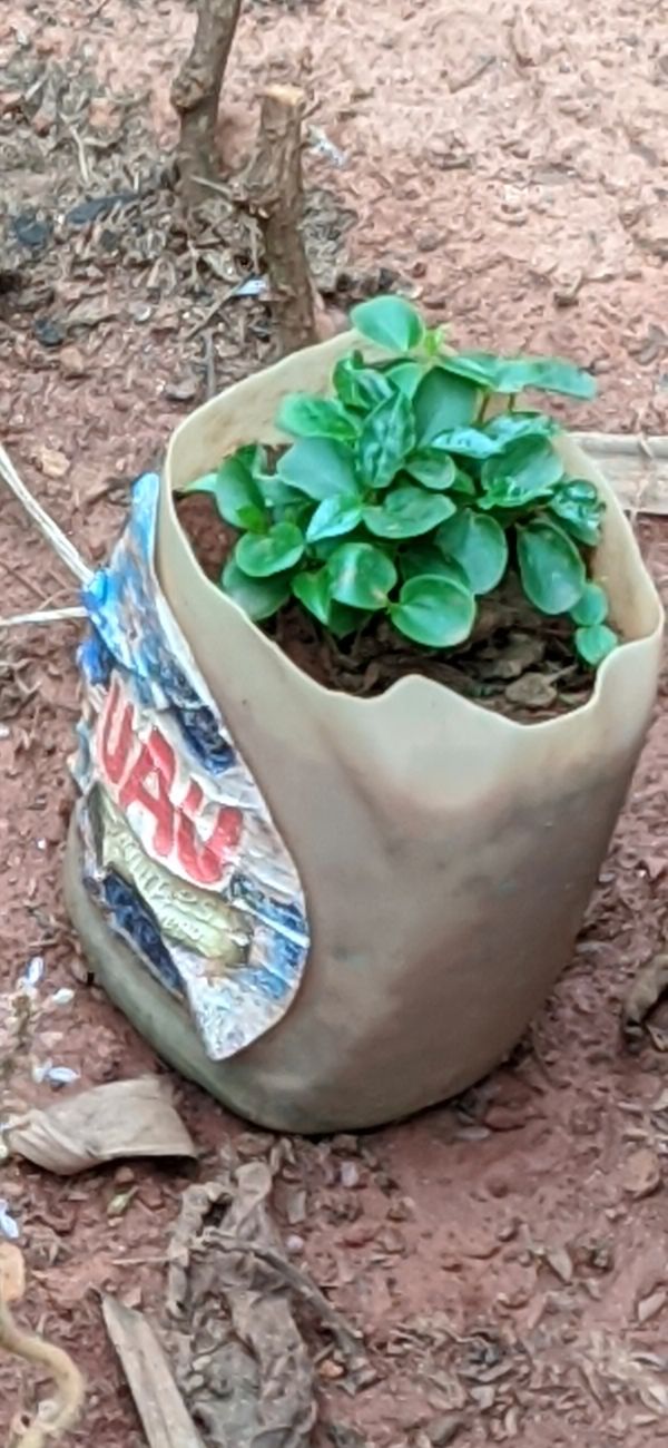 Identificação da planta Desconhecido por foto